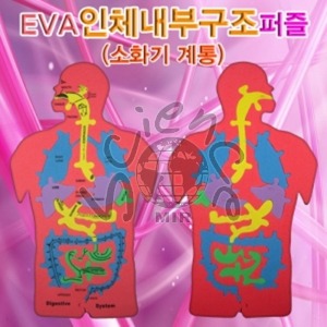 EVA 인체내부구조퍼즐 (소화기계통)